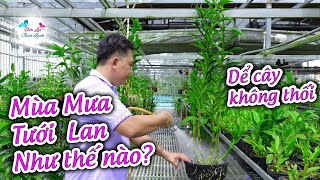 MÙA MƯA TƯỚI LAN NHƯ THẾ NÀO ĐỂ CÂY PHÁT TRIỂN TỐT NHIỀU HOA