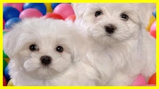 All Cutest Moment of Bichons so Funny by Puppy Love 22,536 views 8 years ago 12 minutes, 25 seconds