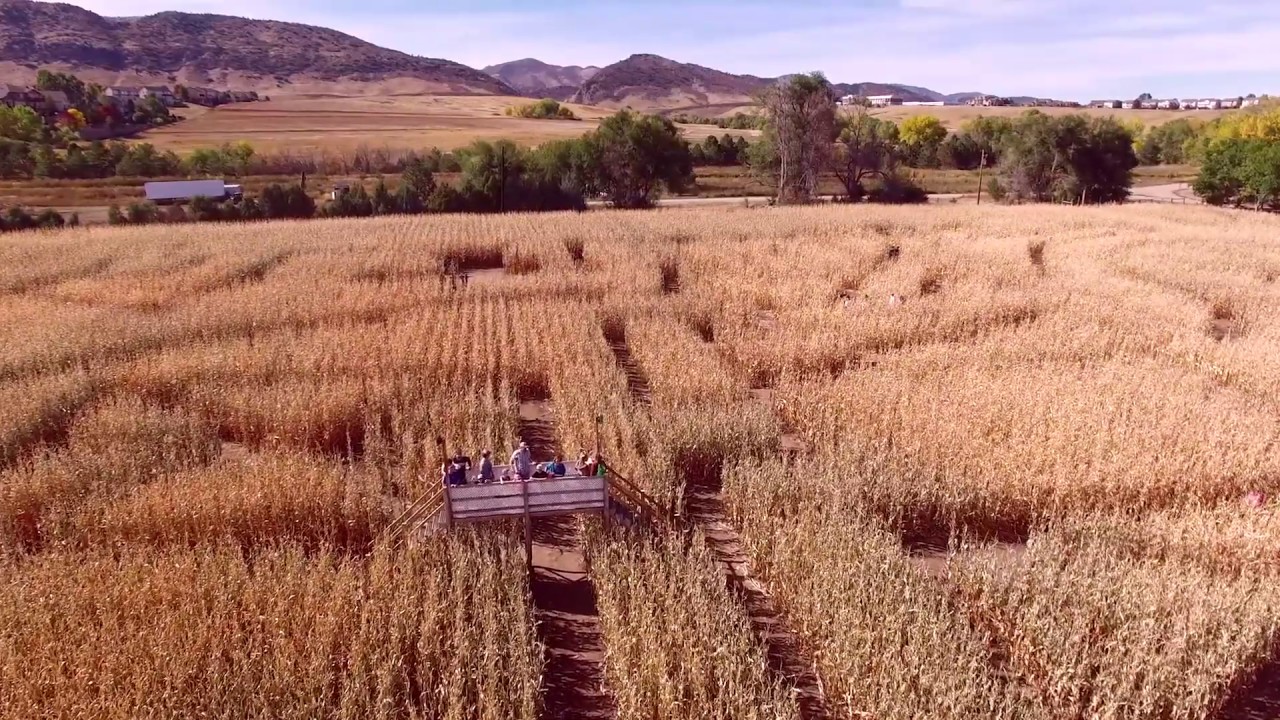 Corn Maze At Chatfield Farms You