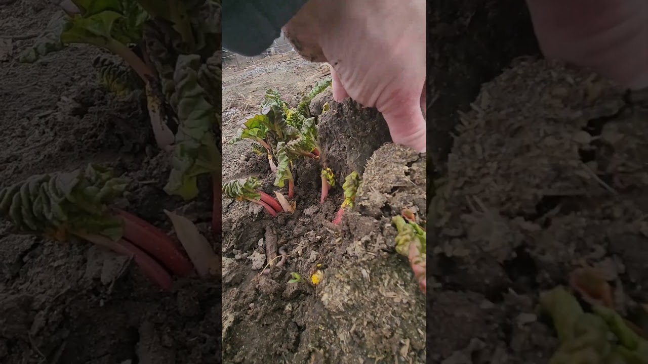 How to till your Rhubarb with pigs.