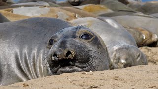Cameras that Uncover a Seals Deep-Water Diet | The Henry Ford’s Innovation Nation