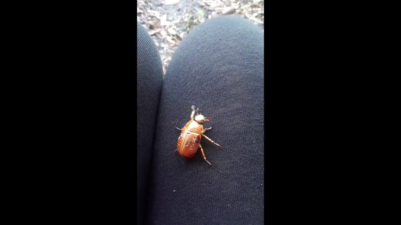 may beetle bite I found a friend