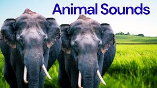 Wild Animal Sounds For Toddlers🐅 | Learn Safari Animals | Giraffe, Lion, Rhino, Zebra, Monkey