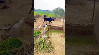 Cutting the Traditional Way: one Bulls, One Machine" #traditionalpunjab #shortsviral #shortvideo