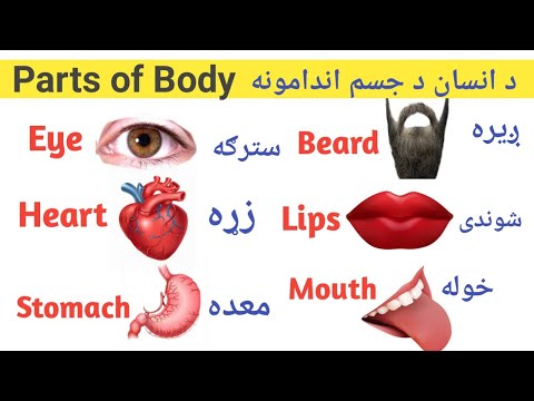 Parts of body in english||د انسان د بدن اندامونه په انګلیش کی زده کړئ