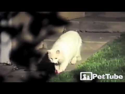 cute cats for sale The ORIGINAL Cat Burglar - PetTube