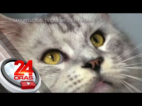 Video: Ang maine coon cats ba ay mabuting alagang hayop?