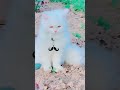 Cat kashmiri kuriiikotliazadazadkashmir