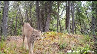 15 species visit the lynx latrine