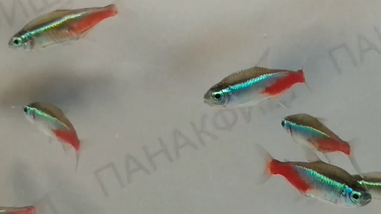 Неон голубой Paracheirodon innesi