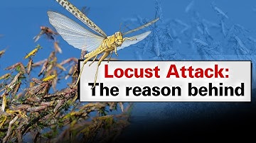 Locust Attack: The Reason Behind