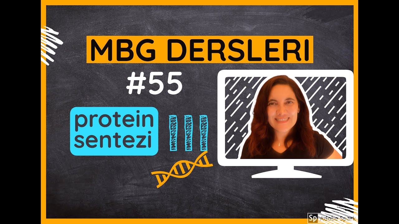 Moleküler Biyoloji ve Genetik Dersleri #55: Protein sentezi III