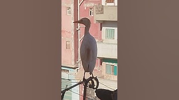 تلاوة خاشعة #ماهر_المعيقلي #الله #راحة_نفسية #المصحف