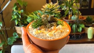 Mini Sea Scape Succulent Arrangement