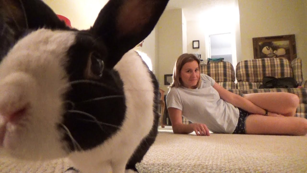 Rabbit tickled then splooting! YouTube