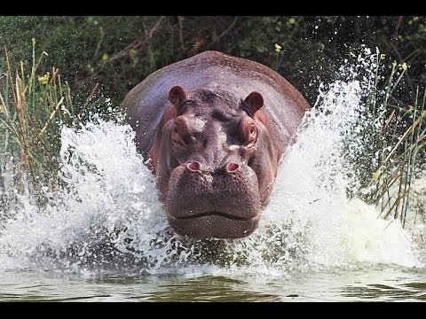 Классный фильм! Важные виды животных Документальные фильмы, фильмы про животных!