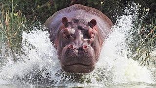 Классный фильм! Важные виды животных Документальные фильмы, фильмы про животных! Классный фильм! Важные виды животных Документальные фильмы, фильмы про животных!