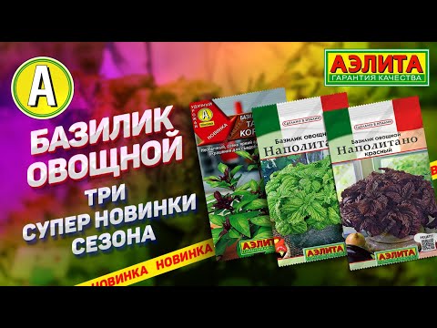 ТАКОЙ БАЗИЛИК вы еще не выращивали! Базилик овощной - три оригинальных новинки сезона!