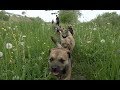 Border Terrier Treffen の動画、YouTube動画。