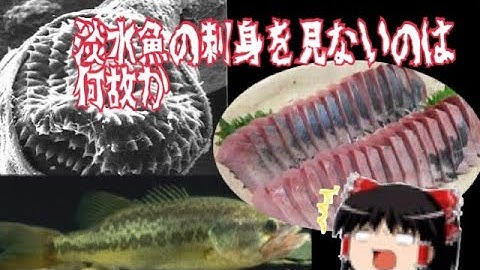 川魚いすぎー Youtube