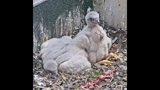 QHS Peregrines  Chick feed and sleep