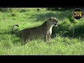 safariLIVE - Sunrise Safari - January 2, 2019