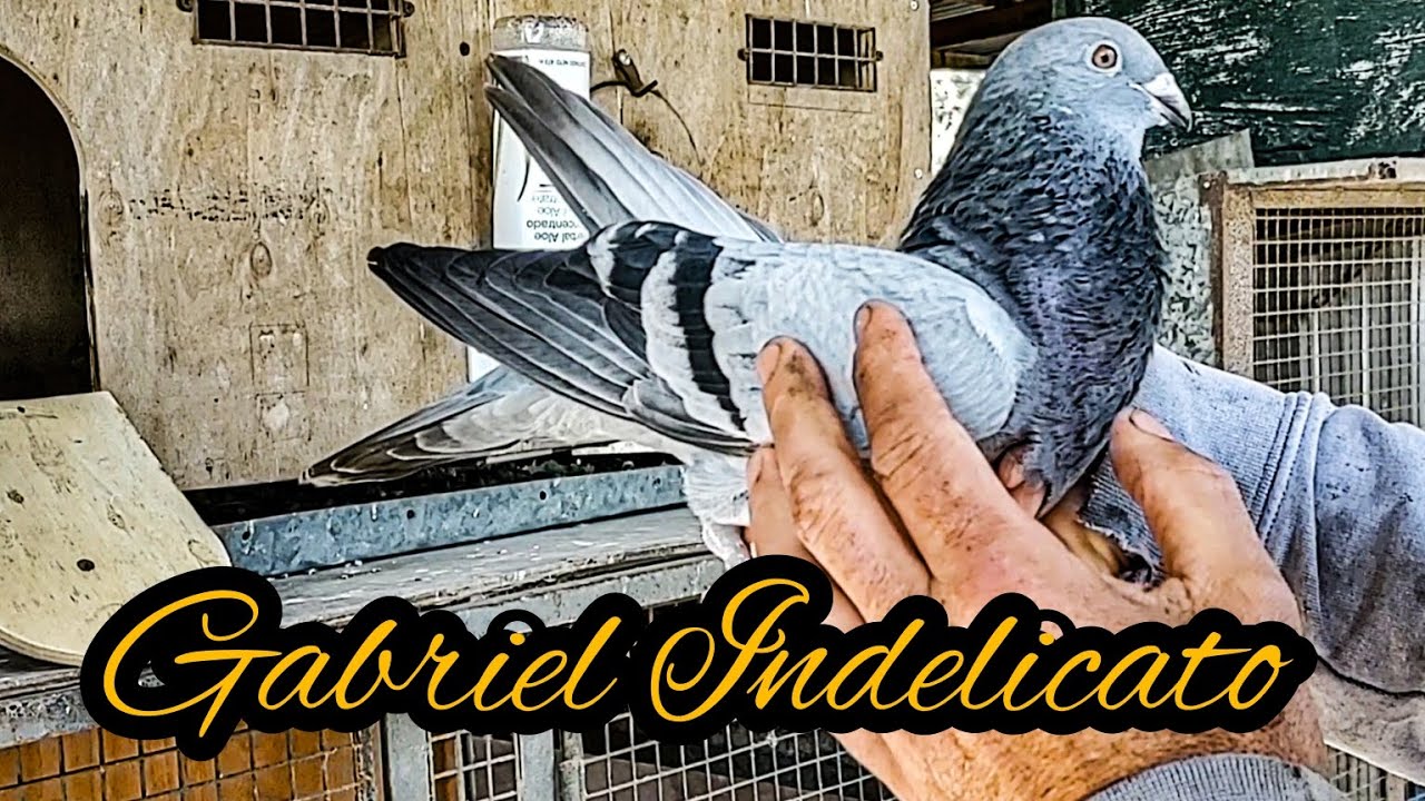 IMPERDIBLE!!!! Pasamos una mañana a puro palomeo en el palomar de Gabriel Indelicato