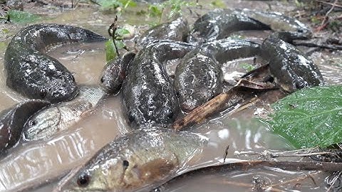Mưa dầm đi bắt cá rô, cá lóc lên bờ | Catch perch, snakehead fish on the field