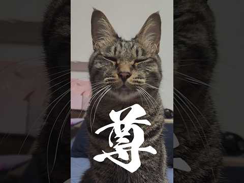 猫と爬虫類　井上アフターバーナー 最新動画 猫の尻尾特集 #保護猫 #キジトラ #カギ尻尾