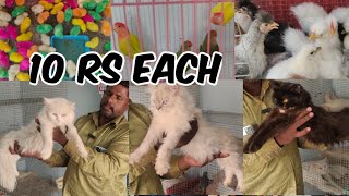 A to Z Cattery Hyderabad Shaheenagar | multiple pets show in Hyderabad | saste Persian cat available