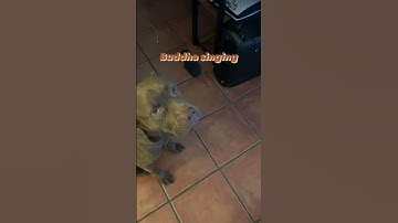Thumbnail of Buddha The Singing Dog #dog #funny #animals #buddha