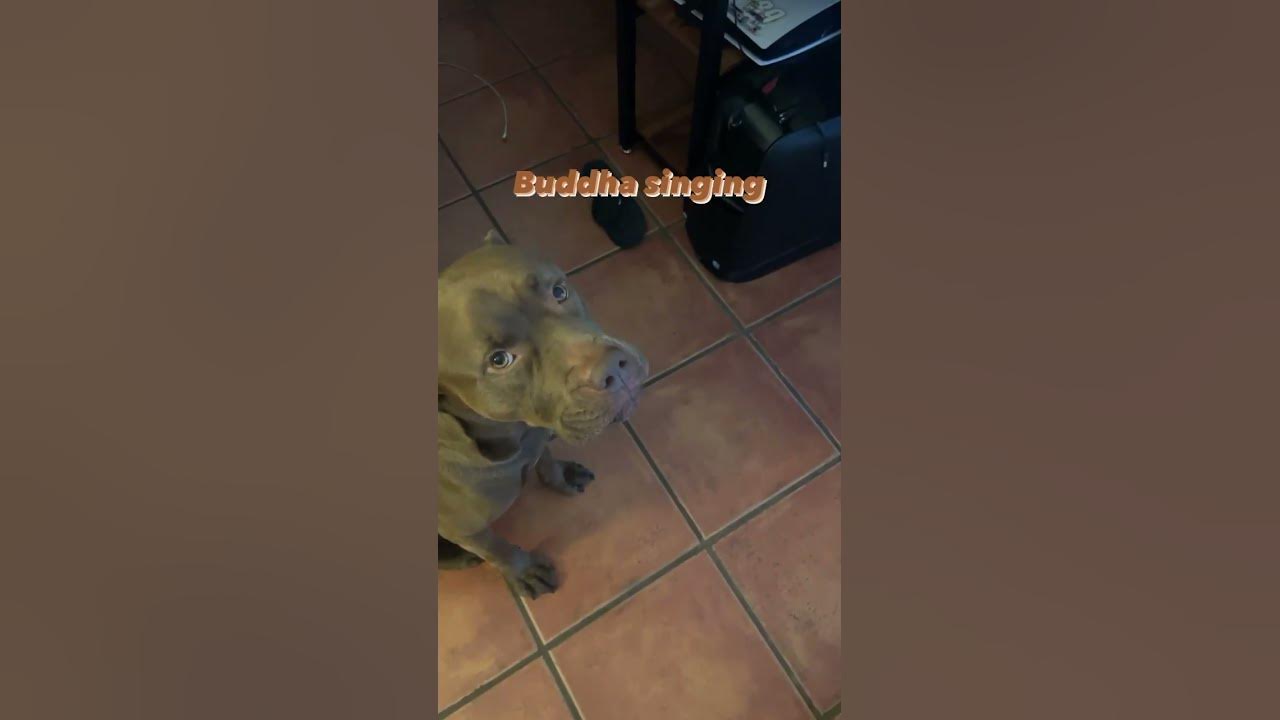 Buddha The Singing Dog #dog #funny #animals #buddha