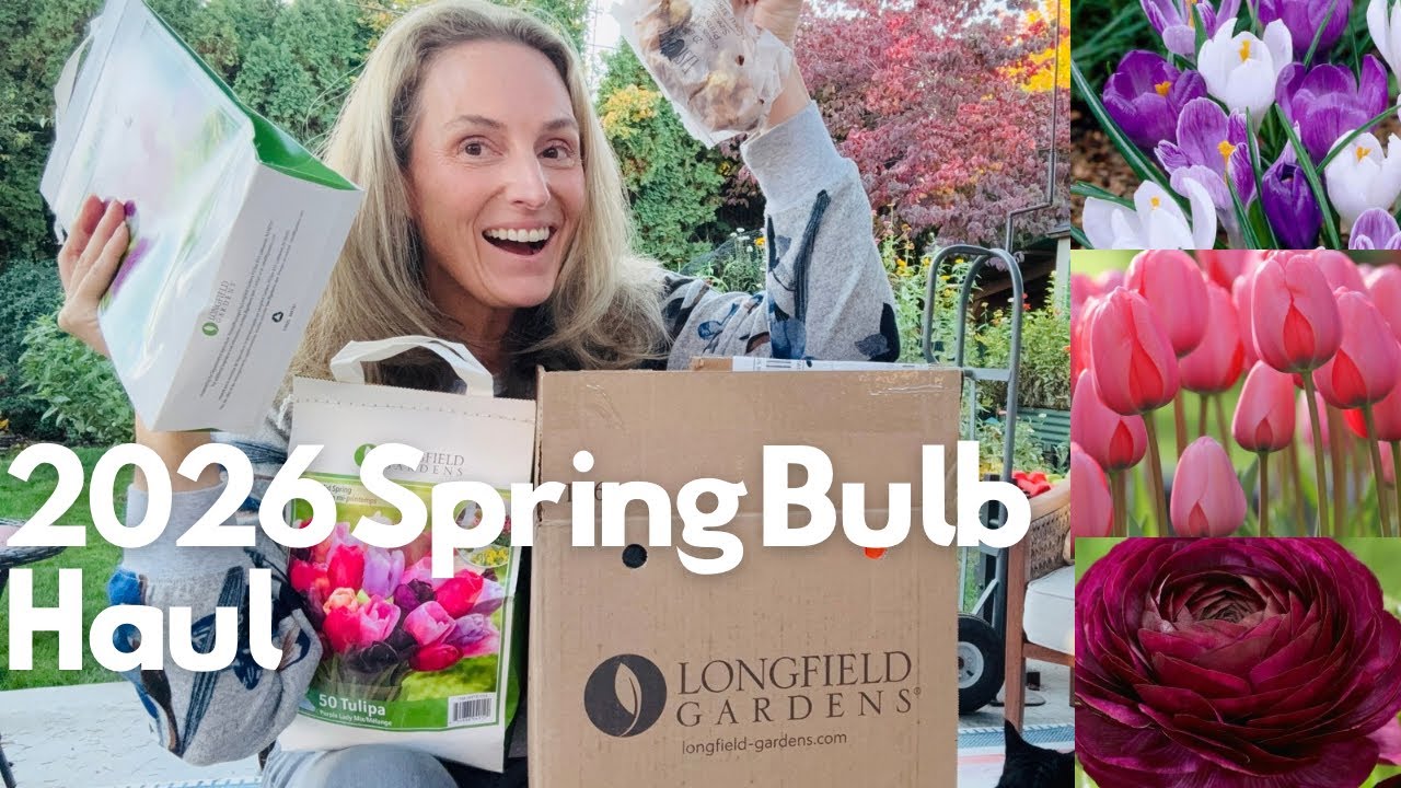 Распаковка весенних луковичных цветов 2026 🌸 | Тюльпаны, крокусы, ранункулюсы для прекрасного вес...