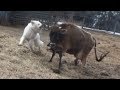 Livestock Guardian Dog Goes Crazy