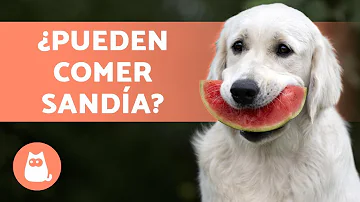 ¿Puede un perro comer sandía?