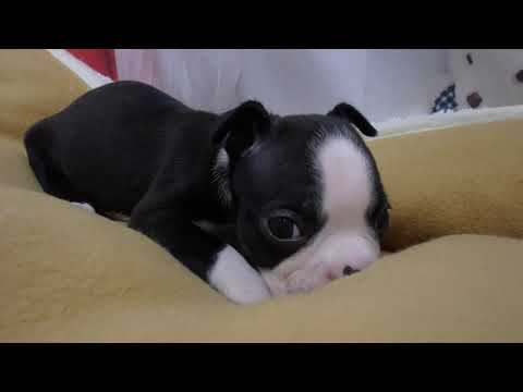 No451009 ボストンテリア - YouTube