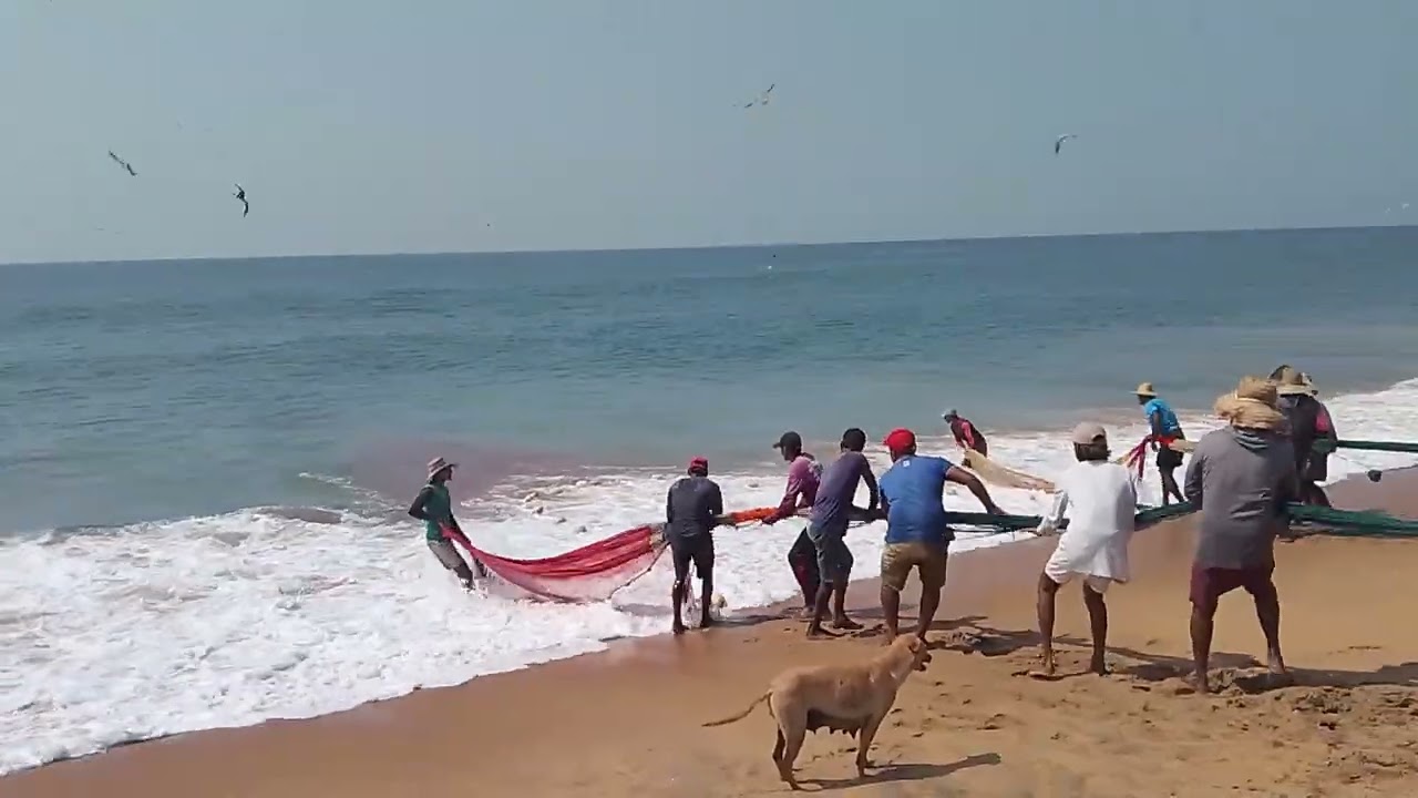 මිනිස් ශ්‍රමයෙන් ඇදෙන මා දැල් # අම්බලන්තොට පට්ටියපොළ ධීවර තොටුපොල 