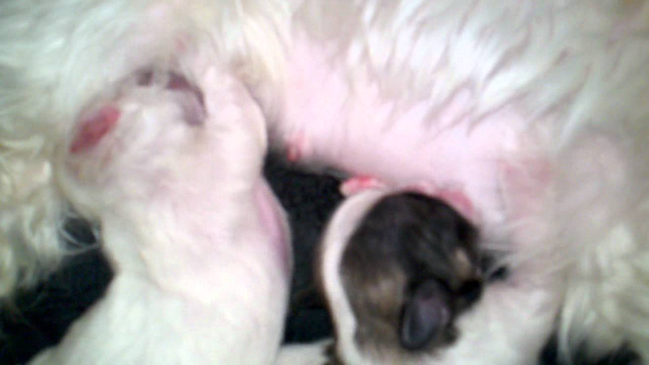 The puppies nursing (and sleeping lol) - YouTube