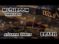 mushroom timelapse Vol.2, 5 days of recording , the special one