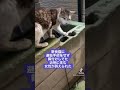 実際にあった野良猫に関するトラブル#shorts