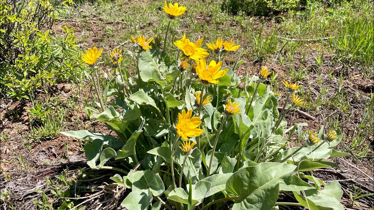 Health benefits of Arrowleaf Balsamroot plant