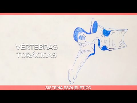 Vídeo: Modelo De Vértebras Torácicas T3, Fotos E Imagens - Mapas Do Corpo