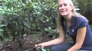 How to Mulch a Garden