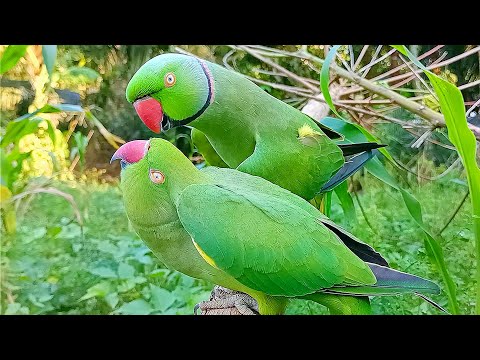 Video: Major Mitchell's Cockatoo