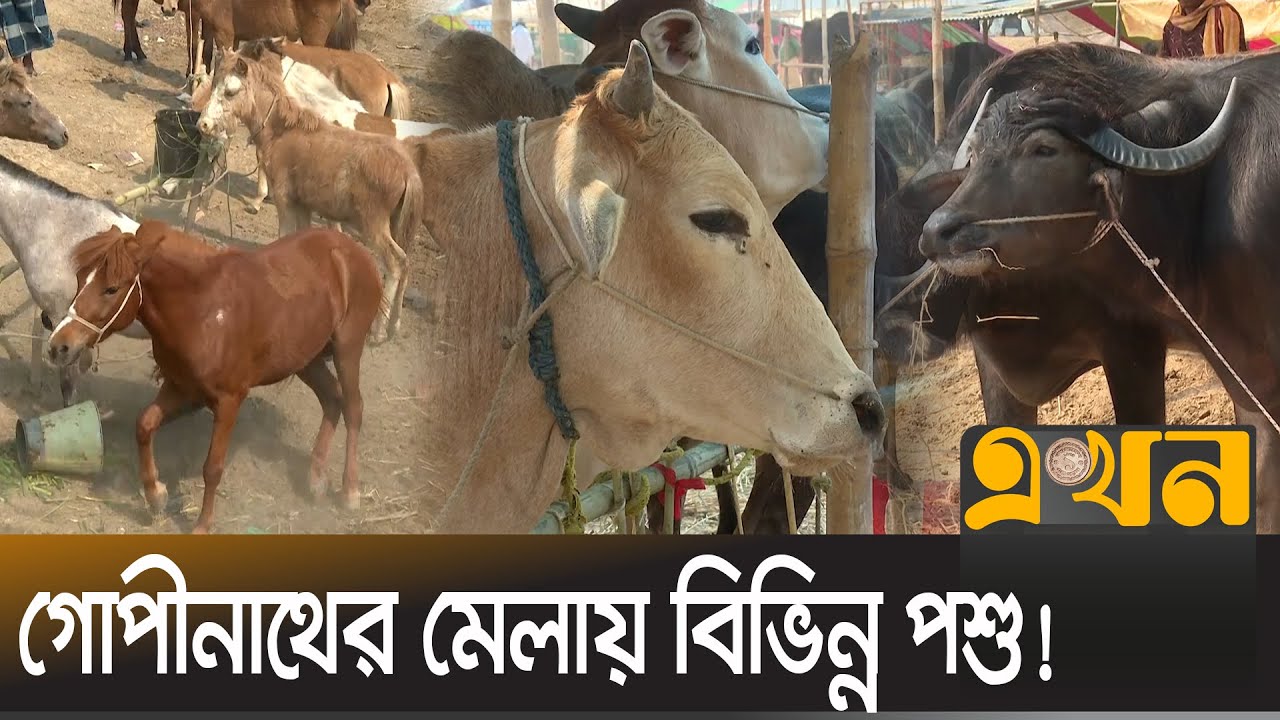 মেলায় ১২ কোটি টাকার বেচাকেনার আশা | Gopinathpur Mela | Akkelpur | Joypurhat News | Ekhon TV
