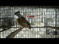 Suara Terapi Cucak Jenggot Sumatra Mp3 - Mp4 Download