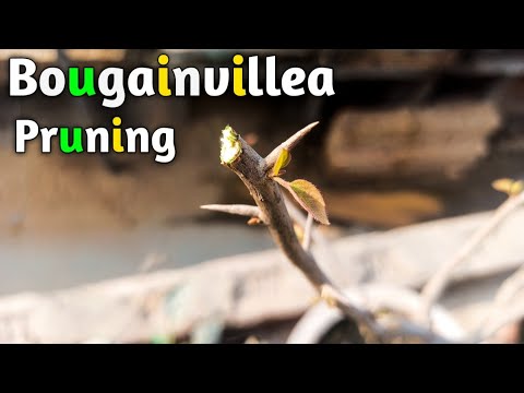 वीडियो: Bougainvillea Pruning Tips - Bougainvillea झाड़ियों को कब और कैसे काटें