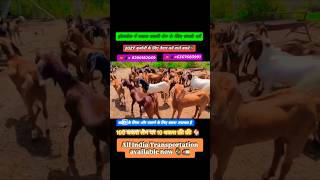 Ajmer City Rajasthan goat farm ☎️6367683991 #shorts#goat#trending#viral#explore#youtube#reels#sirohi