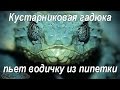 Кустарниковая гадюка пьет воду