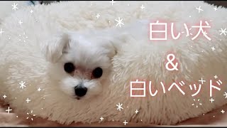 Shorts ホワイト ホワイトマルチーズ 犬 犬かわいい ベッド Maltese 犬面白動画 ペット動画まとめch